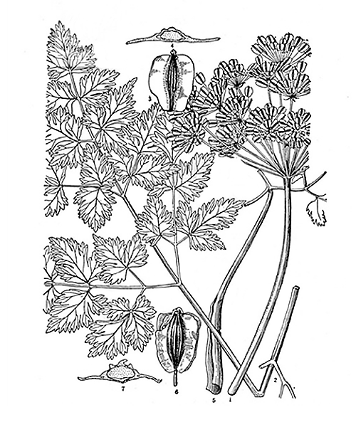 Natural compounds from  Angelica polymorpha